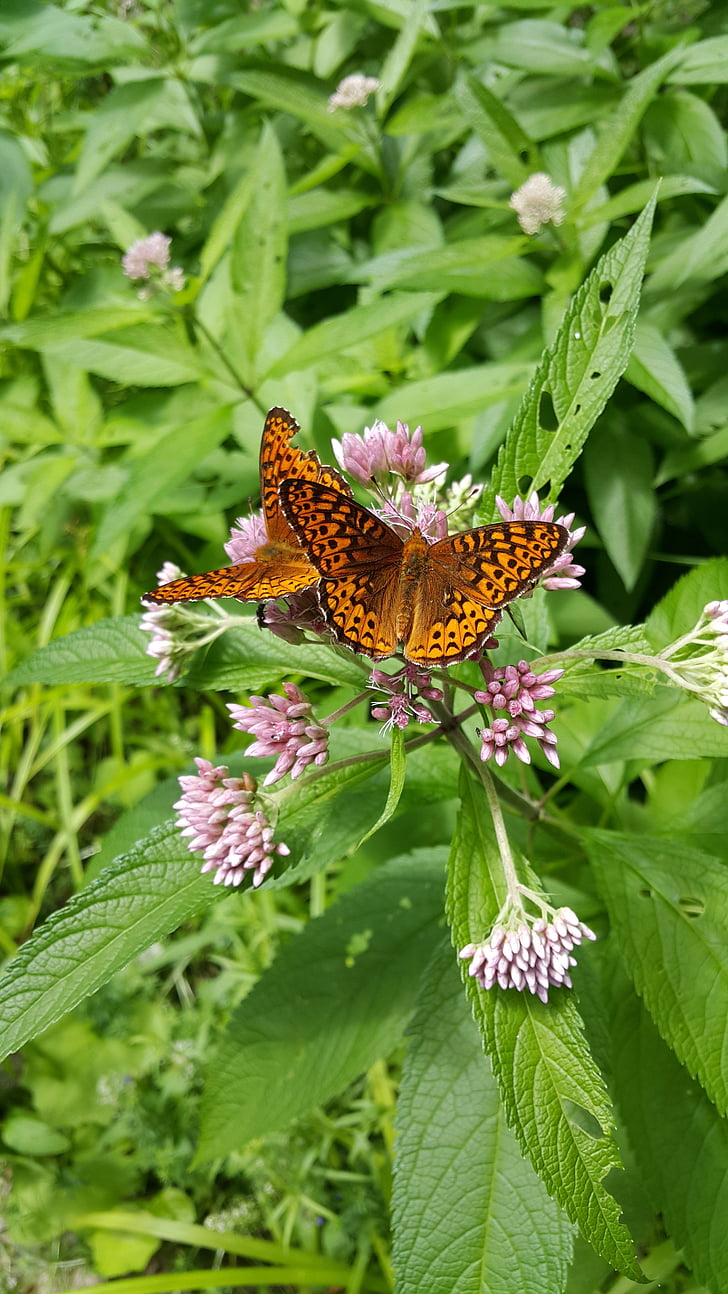 vlinder, Maine, zomer, natuur, bloemen, Tuin, Woods