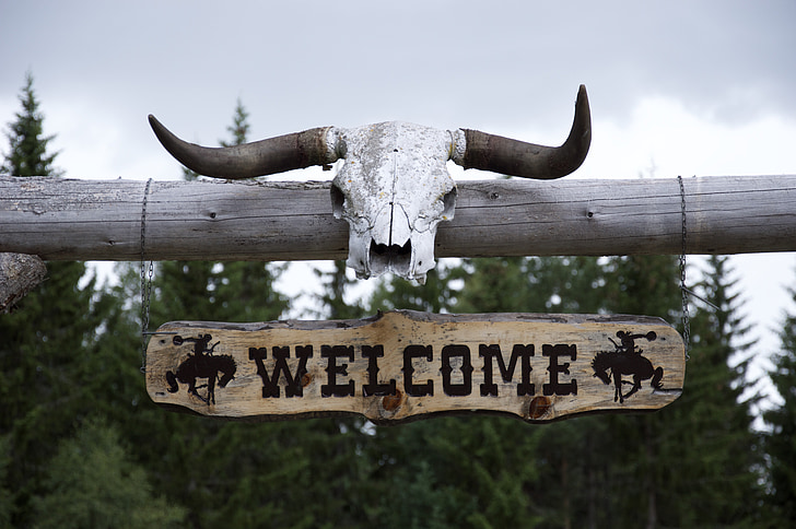 vestlige, horn, Ranch, Wild, Vest, skallen, Bull