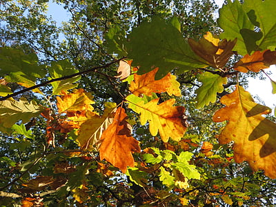 dubové lístie, dub, jeseň, listy, objaví, strom, Forest