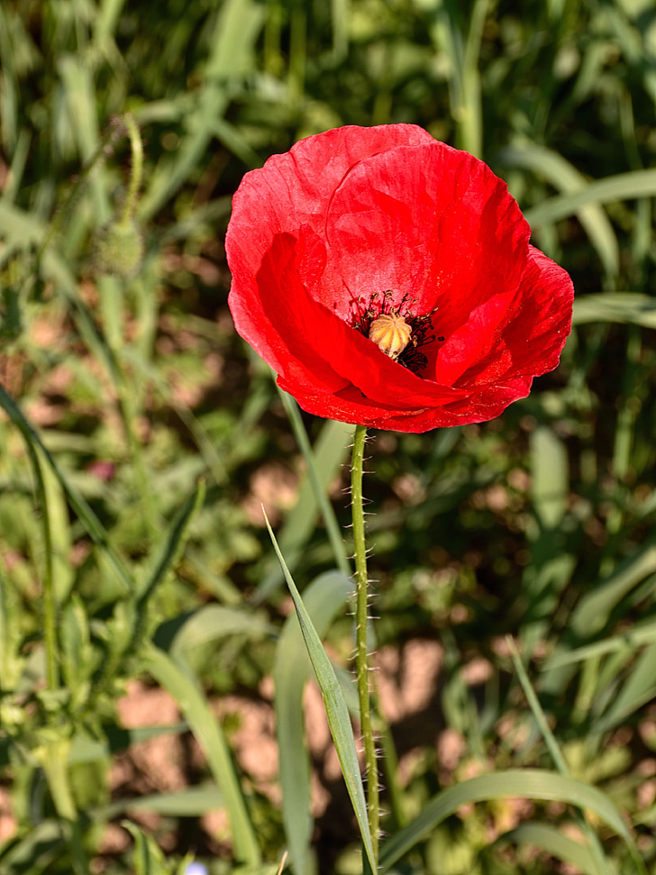 poppy flower, reported, nature, flower, klatschmohn, red