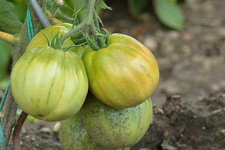 tomatid, tomati põõsas, nachtschattengewächs, Aed, Bush tomatid, roheline, köögiviljad