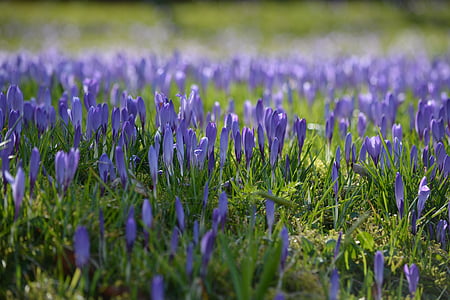 Crocus, flores, naturaleza, primavera, jardín, violeta, púrpura