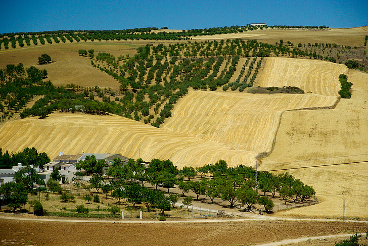 Andalusië, Spanje, olijfbomen, Hacienda