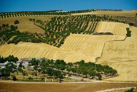 Andalusien, Spanien, oliventræer, Hacienda