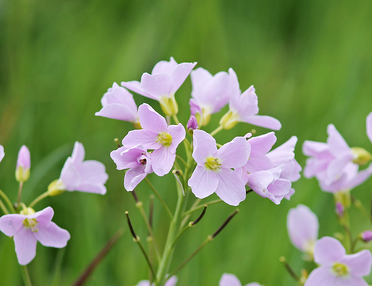 халат, cardamine, квіткова рослина, загострених квітка, фіолетовий, Луговий, світло-фіолетового кольору