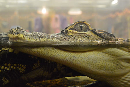 aligátor, krokodil, baba, Gator, akvárium, kis, szem