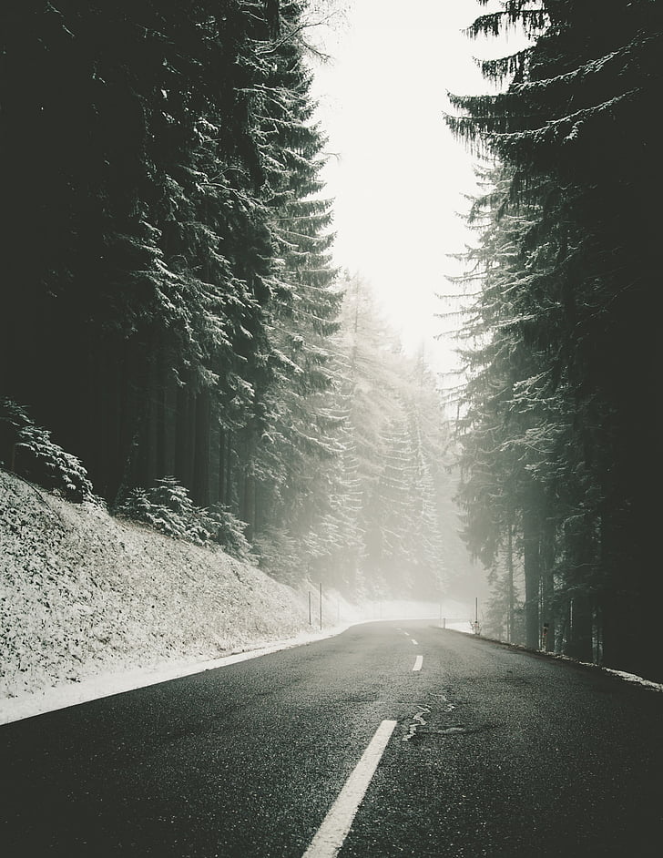 Road, keskel, metsa, lumi, talvel, mändide, edasised sammud