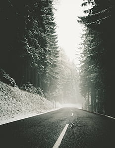 road, middle, forest, snow, winter, pine trees, the way forward