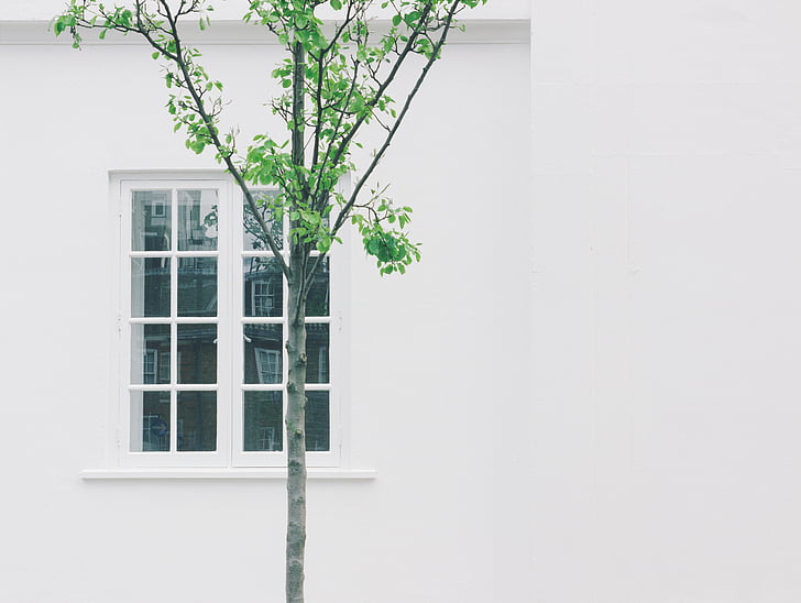 Грин, лист, дерево, вблизи, Белый, окрашенные, бетон