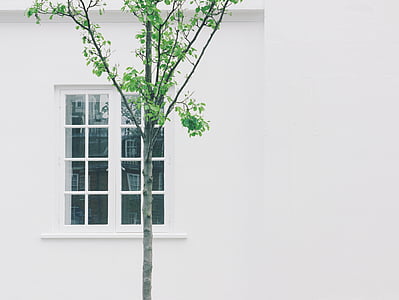 árbol, pared, ventana