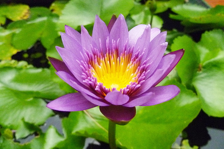Thaiföld, Samui Izland, virágok, Lotus, Blossom, Bloom, növény
