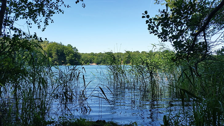 sjön, Bank, skogen, Liepnitzsee, Brandenburg, Berlin