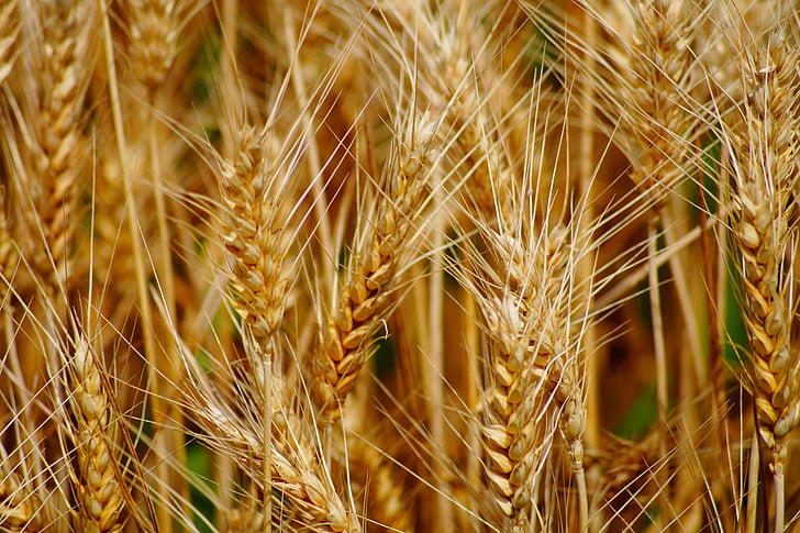 wheat, fields, cereals, epi, agriculture, durum wheat, harvest