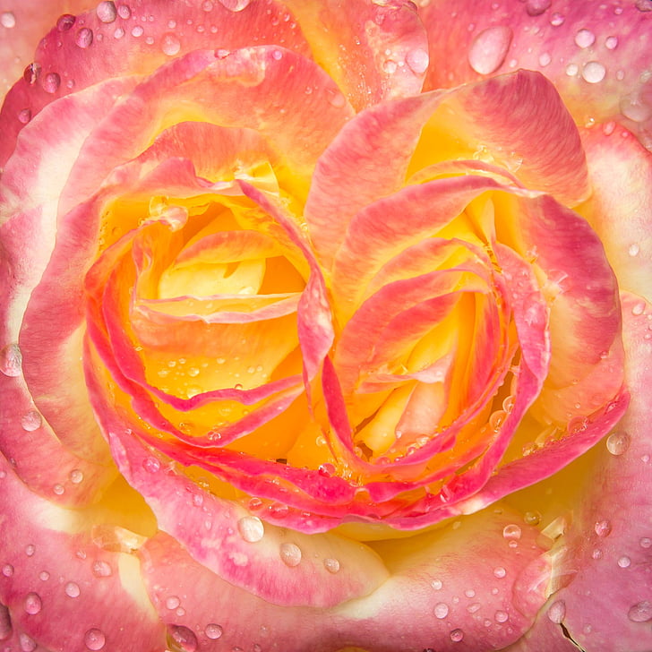 Rosa, degoteig, flor, flor, l'aigua, Pullman orient exprés, pluja