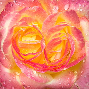 rose, drip, blossom, bloom, water, pullman orient express, rain