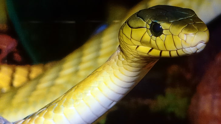 serpent, vert, jaune, animal, nature, œil, guette