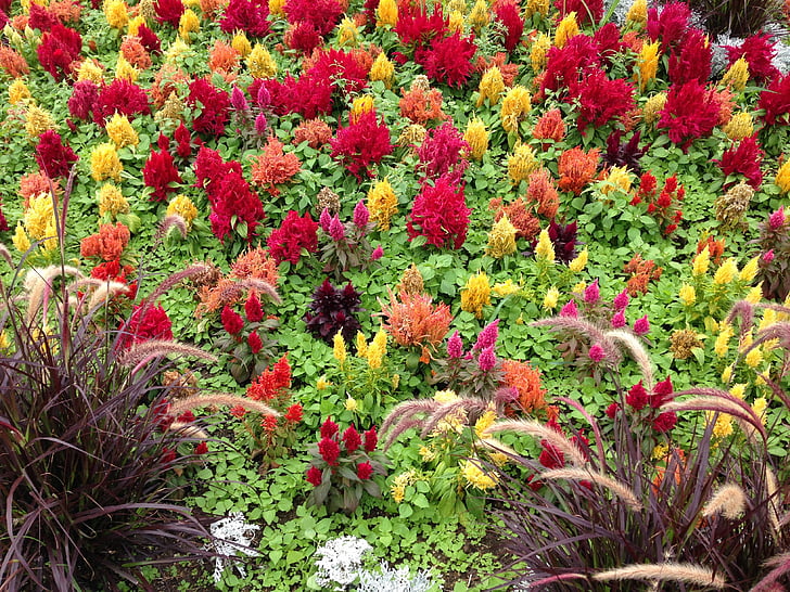 flowers, red, yellow, color, nature, garden