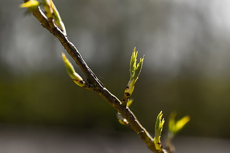 bud, branch, spring, nature, plant, bloom, tree