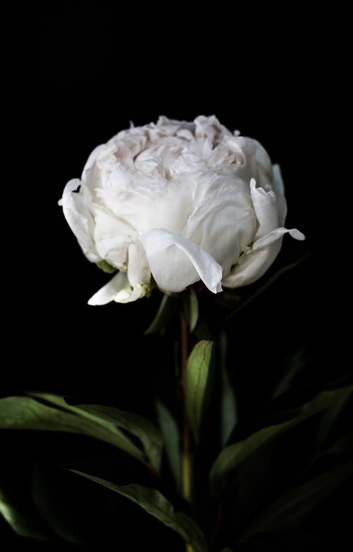 balta, petaled, gėlė, uždaryti, nuotrauka, tamsus, žalia