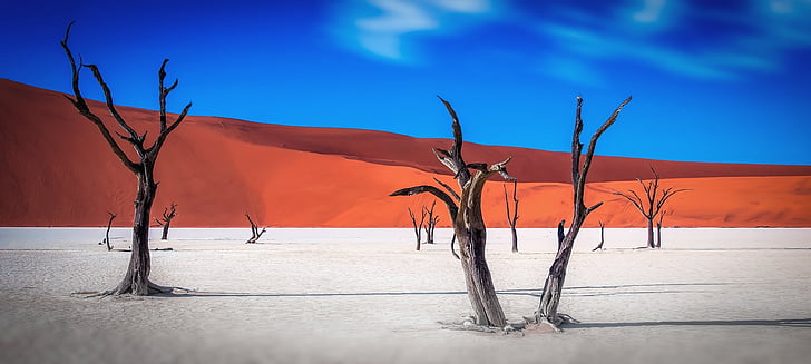 Namibia, ørkenen, træ, træer, døde træer, himlen, blå