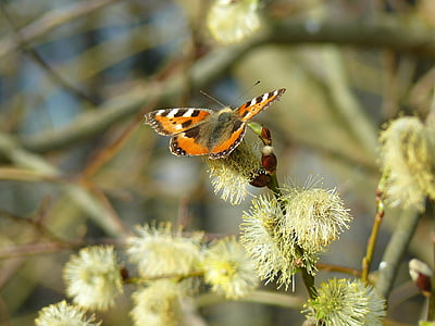 Willow, kucing, musim semi, bunga, kupu-kupu, Bush, terbang