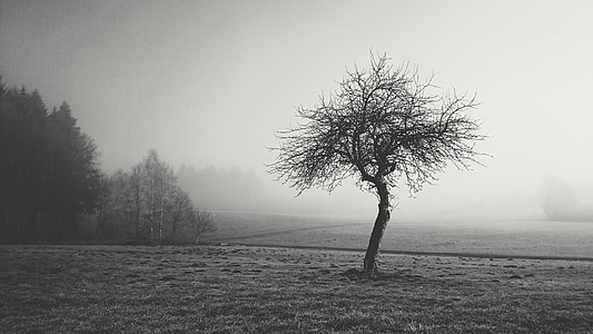 fog, nature, black and white, landscape, forest, mood, tree