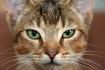 žavinga, gyvūnų, gyvūnų fotografija, užtamsinti, katė, katės veidą, katės akys