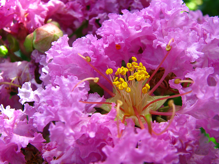 Coleus forskohlii, tanaman, ungu, Bignoniaceae, bunga, 繽 紛, Matikan