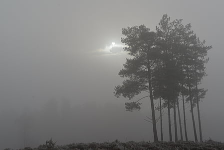 alberi, nebbia, nebbia, paesaggio, natura, autunno, misterioso