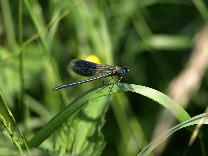 Dragonfly, iarba, natura, aripa, demoazela, calopteryx splendens splendens, albastru