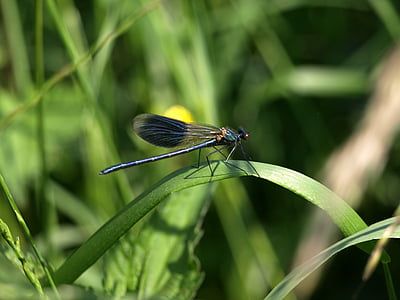 dragonfly, grass, nature, wing, demoiselle, calopteryx splendens splendens, blue