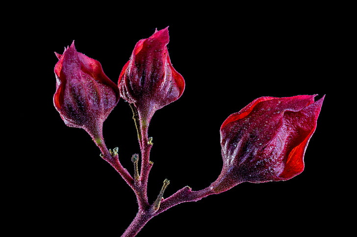 άνθος, άνθιση, λουλούδι, κόκκινο μοβ
