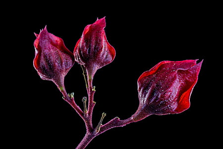 Блосъм, Блум, цвете, purple-червени