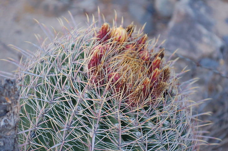 Cactus, Arizona, désert, nature, Cactus, sud-ouest, Sonoran