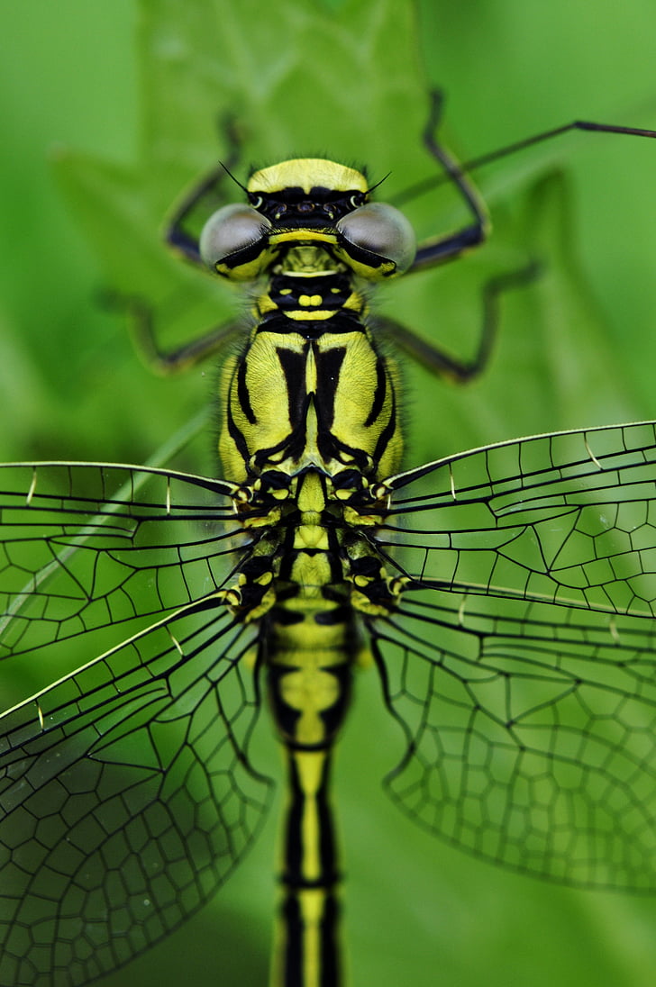 Dragonfly, makro, insekt, vand, søen, aggressiv insekt, gul