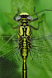 dragonfly, macro, insect, water, lake, predatory insect, yellow