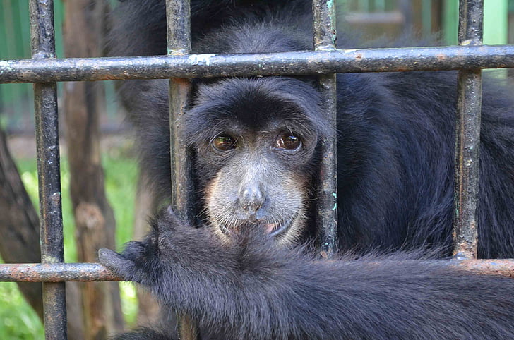 mico, Simi, emcaged, gàbia, animal, capturat, Indonèsia