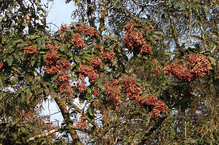 Terminalia paniculata, kinjal, cvetoče murdah, asvakarnah, Western ghats, Indija