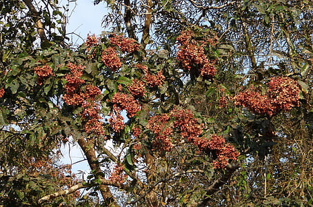 terminalia paniculata, kinjal, murdah berbunga, asvakarnah, ghats Barat, India