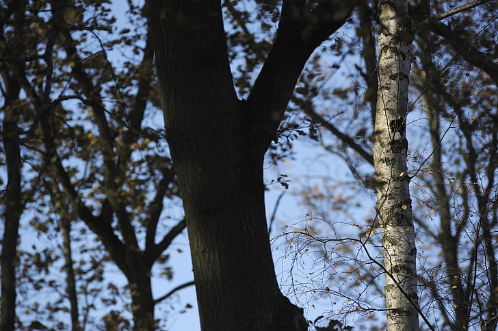 tree trunks, forest, branches, autumn, outdoor, natural