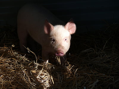 pig, piglet, pork, face, snout, trotter, pink