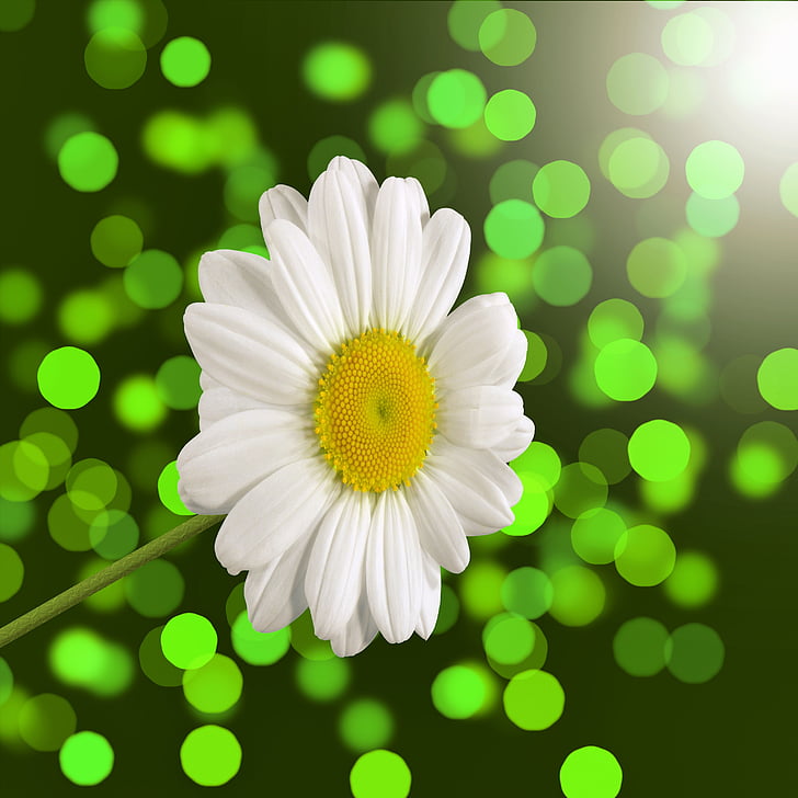 Daisy, blomst, bokeh, hvid, forår, grøn, baggrund