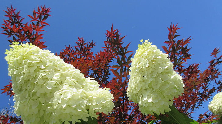 hortensia, blomst, maple leaf, blå himmel, natur, plante, træ