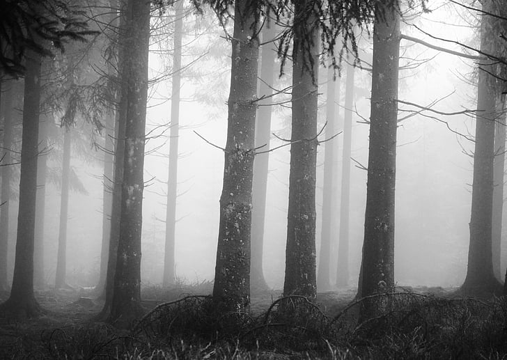 fog, forest, tree trunks, mystical, landscape, trees, spruce