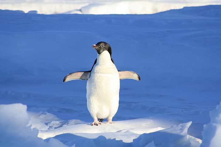 Pingüino de, nieve, animal, gracioso, agua, Retrato, glaciar de
