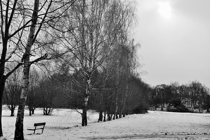 trees, snow, winter
