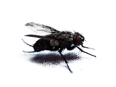 Fly, Moucha domácí, makro, Zavřít, hmyz, složené oči, křídlo