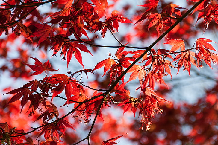 leaves, red, sky, blue, strong, leaf, nature