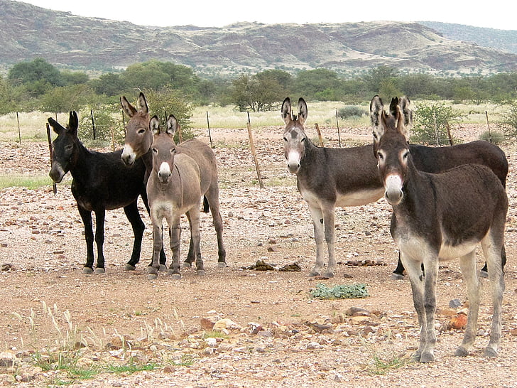 donkey, group, flock, hoofed animals, landscape, africa, animal