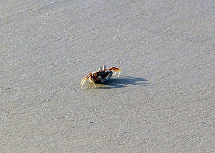螃蟹, 海滩, 沙子, 阿拉伯海, 加尔瓦尔, 印度